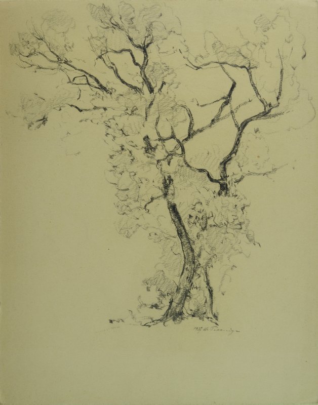 1937 - Albero nei pressi di Orvieto
